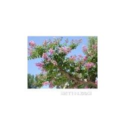 長沙市植物提取物批發(fā) 植物提取物供應(yīng) 植物提取物廠家 