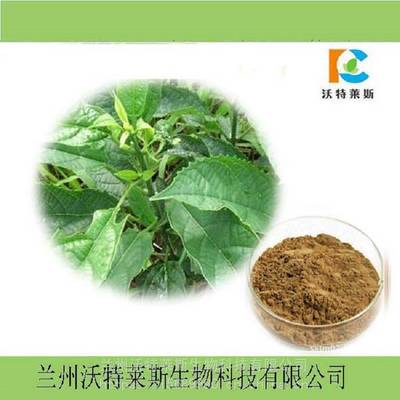 大青葉提取物10:1 20:1 水溶性