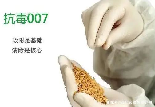 多雨天氣 豬場霉菌毒素問題,應這樣處理